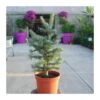 Abies Lasiocarpa Compacta Glauca 1 Abies Lasiocarpa Compacta Glauca -Coníferas Tienda abies lasiocarpa compacta