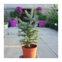 Abies Lasiocarpa Compacta Glauca