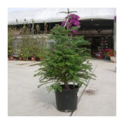 Abies Masjoanis