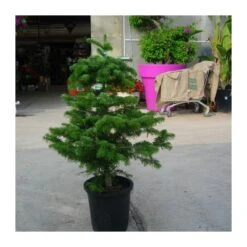 Abies Nordmanniana 12 Abies Nordmanniana -Coníferas Tienda abies nordmanniana 4