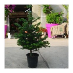 Abies Nordmanniana 13 Abies Nordmanniana -Coníferas Tienda abies nordmanniana 5