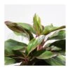 Aglaonema Decorum-ls19