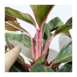 Aglaonema Decorum-ls19 8 Aglaonema Decorum-ls19 -Coníferas Tienda aglaonema silver bay 2