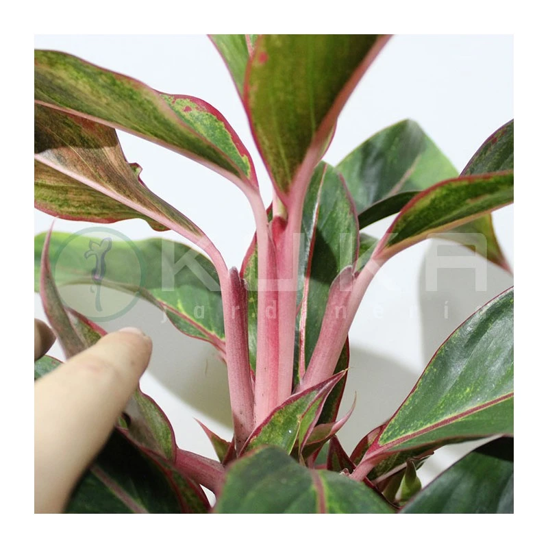 Aglaonema Decorum-ls19 5 Aglaonema Decorum-ls19 - Imagen 3