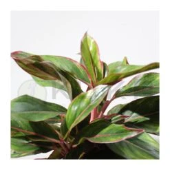 Coníferas Tienda 39 Aglaonema Decorum-ls19