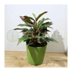 Aglaonema Decorum-ls19 9 Aglaonema Decorum-ls19 -Coníferas Tienda aglaonema silver bay 3