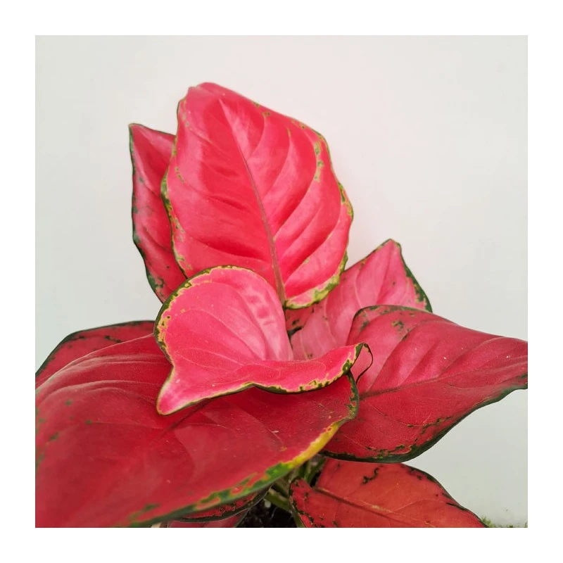 Aglaonema Sun Star 3 Aglaonema Sun Star - Imagen 2