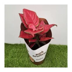 Coníferas Tienda 37 Aglaonema Sun Star