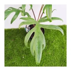 Alocasia Brancifolia Pink Passion -Coníferas Tienda alocasia brancifolia pink passion 2