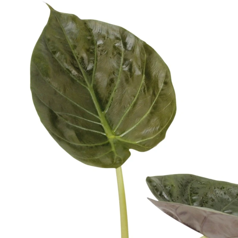 Alocasia Wentii 4 Alocasia Wentii - Imagen 2