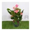 Anthurium Joli Rosa 2 Anthurium Joli Rosa -Coníferas Tienda anthurium joli