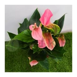 Anthurium Joli Rosa -Coníferas Tienda anthurium joli 2