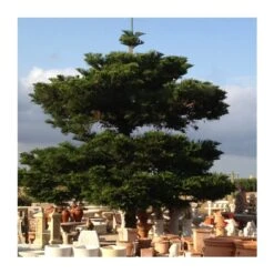 Araucaria Excelsa EJEMPLAR -Coníferas Tienda araucaria excelsa 3
