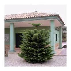 Araucaria Excelsa 8 Araucaria Excelsa -Coníferas Tienda araucaria excelsa 6
