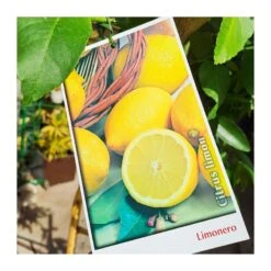 Bifruto Con Clementina Y Limon EJEMPLAR -Coníferas Tienda bifruto con clementina y limon 2