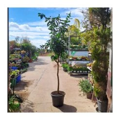 Bifruto Con Clementina Y Limon EJEMPLAR