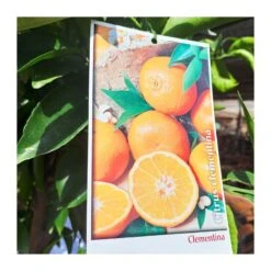 Bifruto Con Clementina Y Limon EJEMPLAR -Coníferas Tienda bifruto con clementina y limon 3