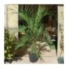 Butia Capitata EJEMPLAR 1 Butia Capitata EJEMPLAR -Coníferas Tienda butia capitata