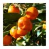 Calamondin