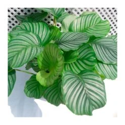 Coníferas Tienda -Coníferas Tienda calathea orbifolia 1