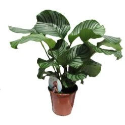 Coníferas Tienda 46 Calathea Orbifolia
