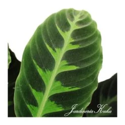 Calathea Warscewiczii 7 Calathea Warscewiczii -Coníferas Tienda calathea warscewiczii 2