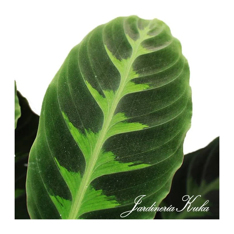 Calathea Warscewiczii 5 Calathea Warscewiczii - Imagen 3