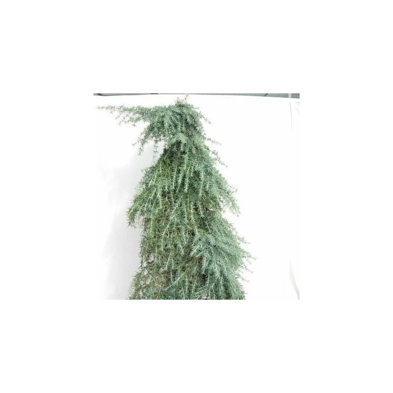 Cedro Atlantica Glauca Pendula 3 Cedro Atlantica Glauca Pendula