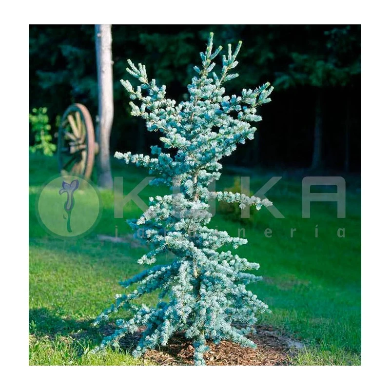 Cedro Atlantica Glauca