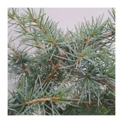 Cedro Deodara Golden Horizon -Coníferas Tienda cedro deodara 1