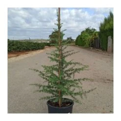 Cedro Libano 7 Cedro Libano -Coníferas Tienda cedro libano 1