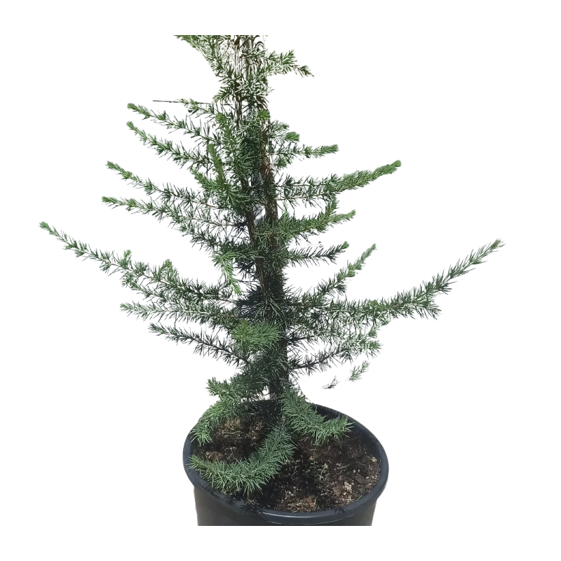 Cedro Libano 3 Cedro Libano