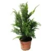 Chamaecyparis Lawsoniana Stardust 2 Chamaecyparis Lawsoniana Stardust -Coníferas Tienda chamaecyparis lawsoniana stardust