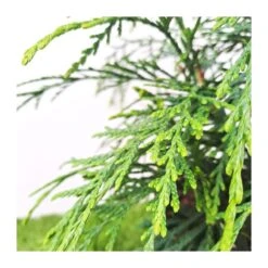 Coníferas Tienda -Coníferas Tienda chamaecyparis naldrich moutain 1