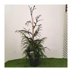 Coníferas Tienda 18 Chamaecyparis Naldrich Moutain