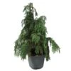 Chamaecyparis Nootkatensis Péndula 2 Chamaecyparis Nootkatensis Péndula -Coníferas Tienda chamaecyparis nootkatensis pendula