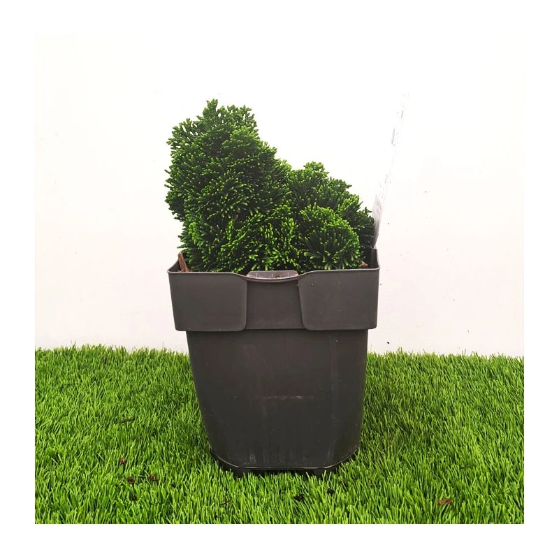 Chamaecyparis Obtusa Nana Grace