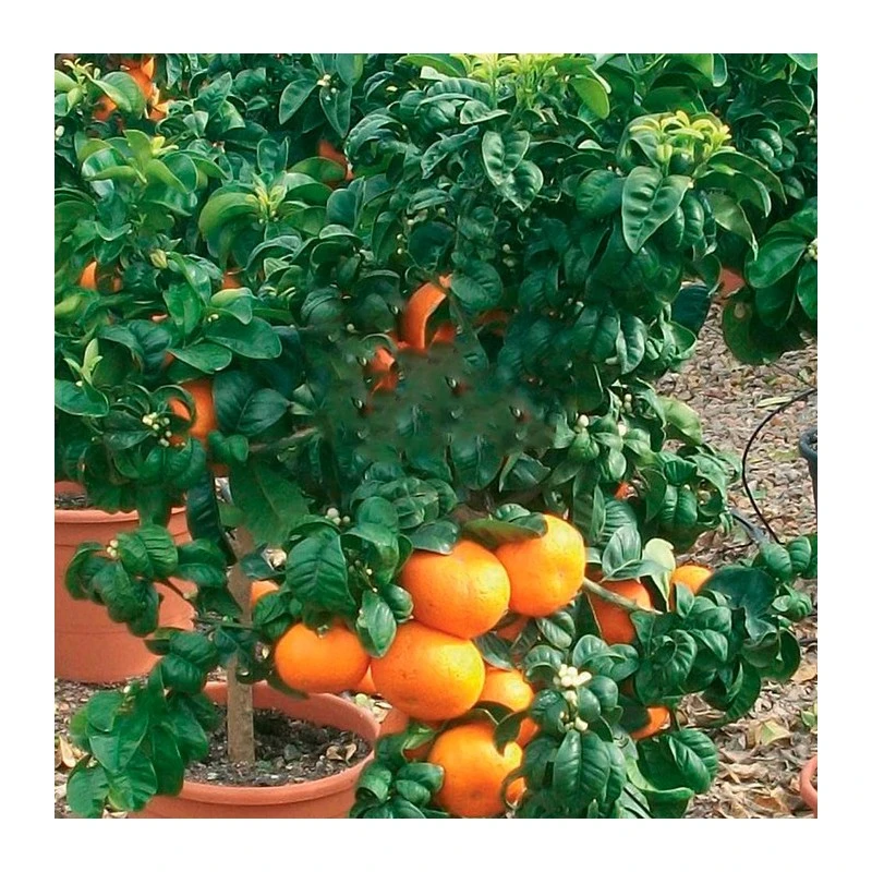 Citrus Aurantium "bouquet De Fleur" 4 Citrus Aurantium "bouquet De Fleur" - Imagen 2