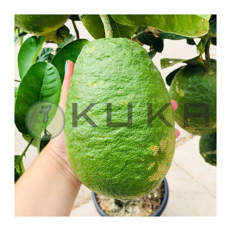 Citrus Medica Cidro 4 Citrus Medica Cidro - Imagen 2