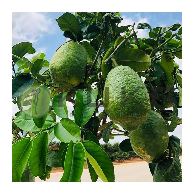 Citrus Medica Cidro 5 Citrus Medica Cidro - Imagen 3