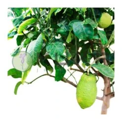 Citrus Medica Cidro 10 Citrus Medica Cidro -Coníferas Tienda citrus medica cidro 3