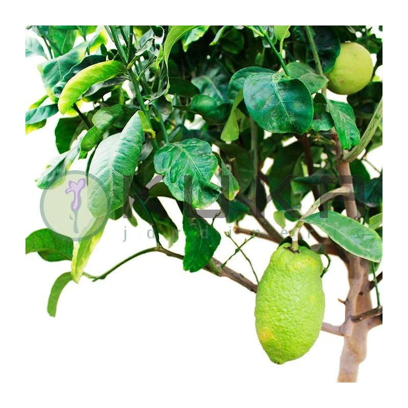 Citrus Medica Cidro 6 Citrus Medica Cidro - Imagen 4