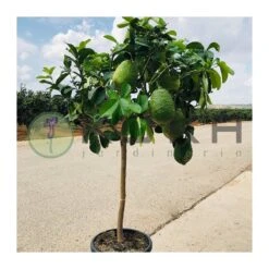 Citrus Medica Cidro 11 Citrus Medica Cidro -Coníferas Tienda citrus medica cidro 4