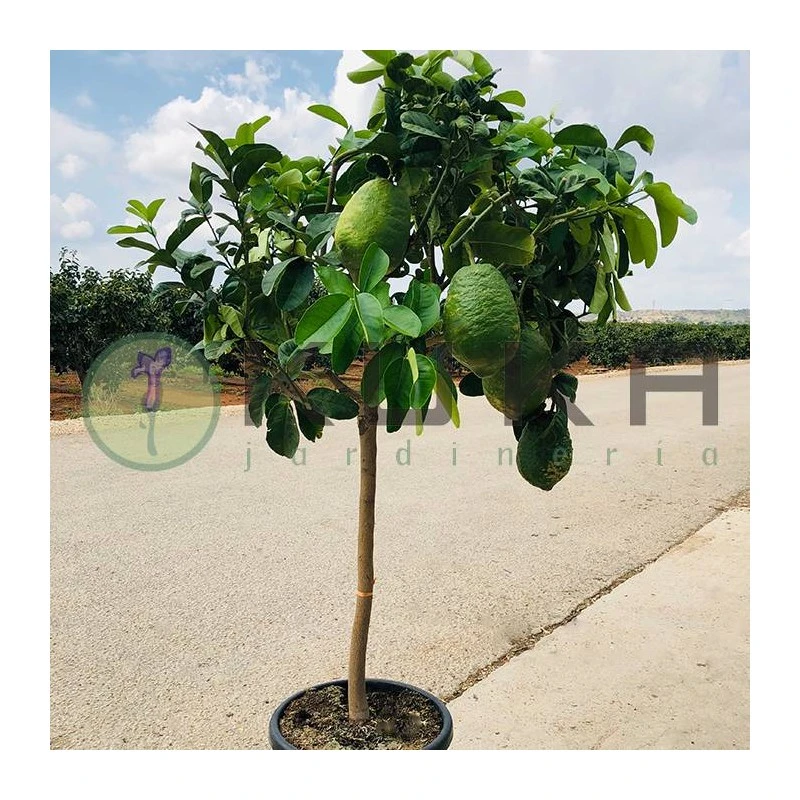 Citrus Medica Cidro 7 Citrus Medica Cidro - Imagen 5