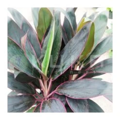 Cordelyne Fructicosa Rumba -Coníferas Tienda cordelyne fructicosa rumba 1