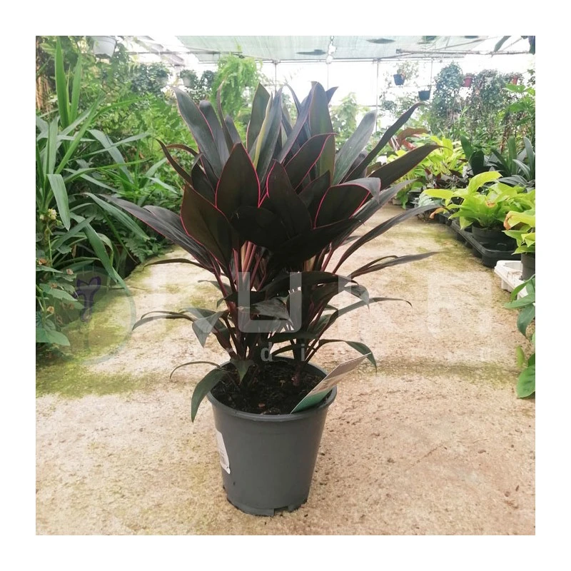 Descubre las Plantas que Transformarán tu Espacio en 2025 3 Cordelyne Fructicosa Rumba