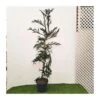 Cryptomeria Japonica Rasen -Coníferas Tienda criptomeria japonica rasen