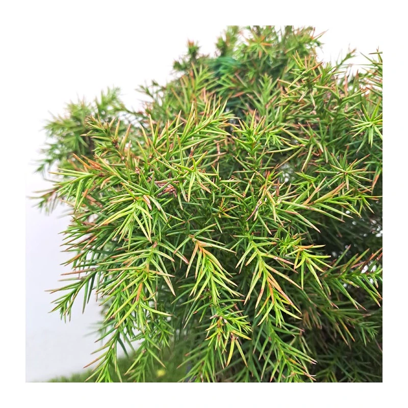 Cryptomeria Monstrosa Nana 4 Cryptomeria Monstrosa Nana - Imagen 2
