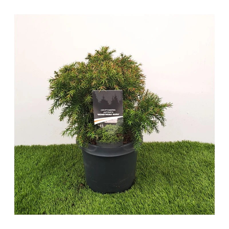 Cryptomeria Monstrosa Nana 3 Cryptomeria Monstrosa Nana