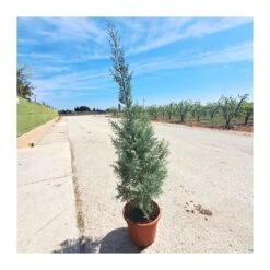 Cupressus Arizonica -Coníferas Tienda cupressus arizonica 1